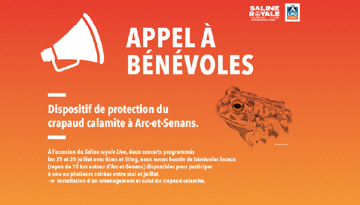 Appel à volontaires : dispositif de protection du crapaud calamite  à Arc-et-Senans, de mai à juillet !
